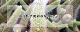 九尾狐多肉和猴尾柱的区别,第1图