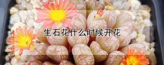 生石花什么时候开花,第1图