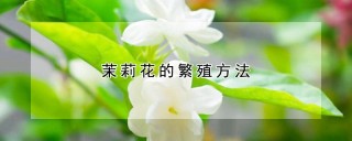 茉莉花的繁殖方法,第1图