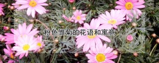 粉色雏菊的花语和寓意,第1图