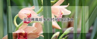 兰花移栽后多长时间可以浇水,第1图