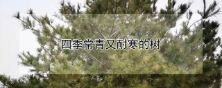 四季常青又耐寒的树,第1图