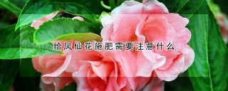 给凤仙花施肥需要注意什么,第1图