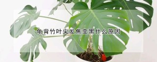 龟背竹叶尖发焦变黑什么原因,第1图