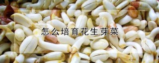 怎么培育花生芽菜,第1图