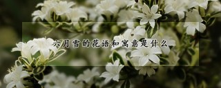 六月雪的花语和寓意是什么,第1图