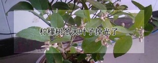 柠檬树冬天叶子掉光了,第1图