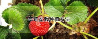 草莓盆栽种植方法,第1图