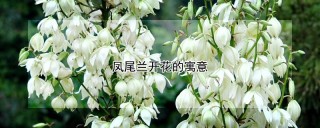 凤尾兰开花的寓意,第1图