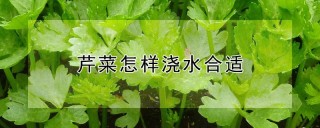 芹菜怎样浇水合适,第1图