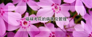 福禄考花的病害及管理,第1图