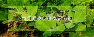 五月适合种什么农作物,第1图