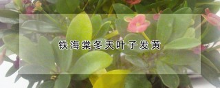 铁海棠冬天叶子发黄,第1图