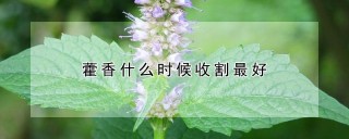 藿香什么时候收割最好,第1图