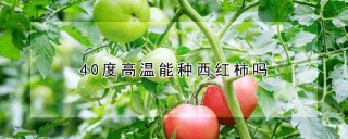 40度高温能种西红柿吗,第1图