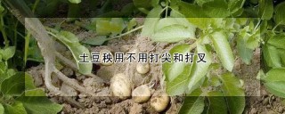 土豆秧用不用打尖和打叉,第1图