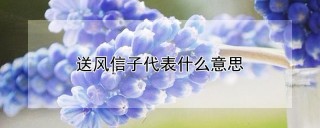 送风信子代表什么意思,第1图