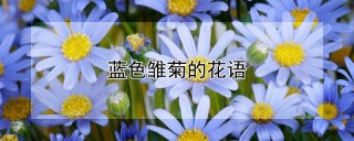 蓝色雏菊的花语,第1图