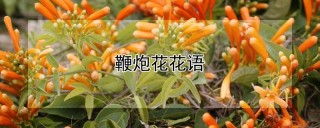 鞭炮花花语,第1图