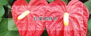 红掌的特点,第1图