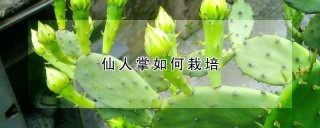 仙人掌如何栽培,第1图