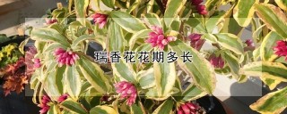 瑞香花花期多长,第1图