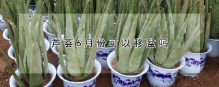 芦荟6月份可以移盆吗,第1图