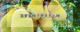 菠萝蜜种子冬天怎么种,第1图