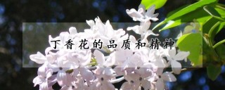 丁香花的品质和精神,第1图