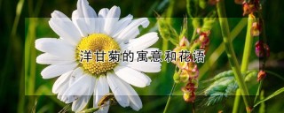 洋甘菊的寓意和花语,第1图