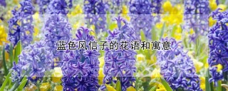 蓝色风信子的花语和寓意,第1图