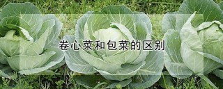 卷心菜和包菜的区别,第1图