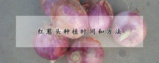 红葱头种植时间和方法,第1图