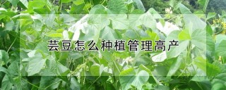 芸豆怎么种植管理高产,第1图