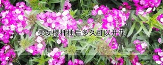 美女樱扦插后多久可以开花,第1图