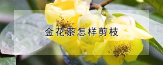 金花茶怎样剪枝,第1图