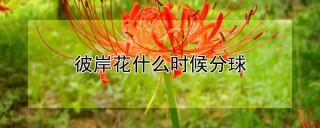 彼岸花什么时候分球,第1图