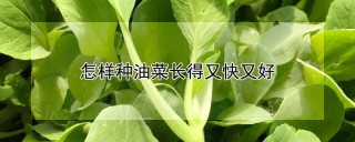 怎样种油菜长得又快又好,第1图