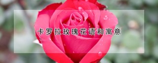 卡罗拉玫瑰花语和寓意,第1图