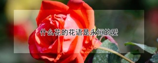 什么花的花语是永恒的爱,第1图