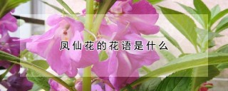 凤仙花的花语是什么,第1图