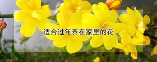 适合过年养在家里的花,第1图