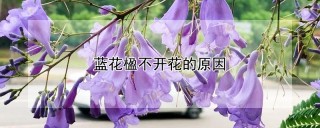 蓝花楹不开花的原因,第1图