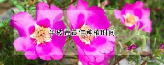 半枝莲最佳种植时间,第1图