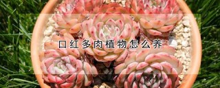 口红多肉植物怎么养,第1图