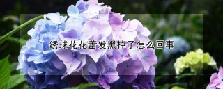 绣球花花蕾发黑掉了怎么回事,第1图