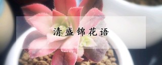 清盛锦花语,第1图