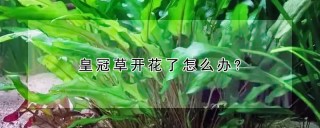 皇冠草开花了怎么办?,第1图