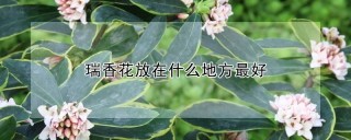 瑞香花放在什么地方最好,第1图