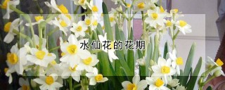 水仙花的花期,第1图